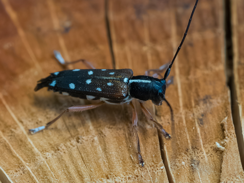 シラホシカミキリ/ Glenea (Glenea) relicta relicta Psacoe, 1868