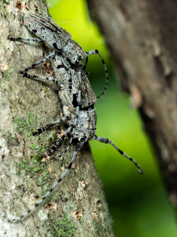 タテスジゴマフカミキリ Mesosa Aphelocnemia Senilis Bates 14 カミキリムシのいる風景