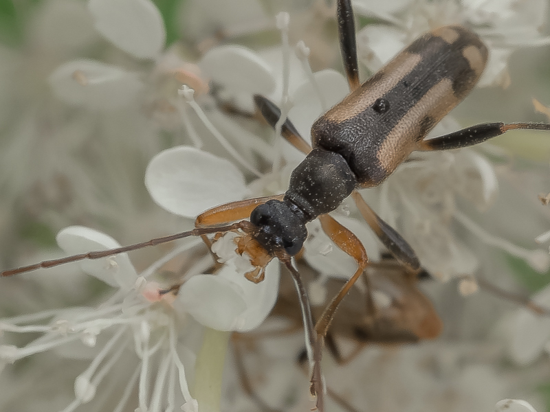 シラネヒメハナカミキリ / Pidonia (Pidonia) obscurior obscurior Pic, 1901