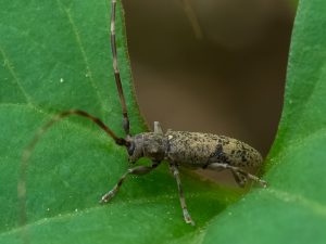 チャボヒゲナガカミキリ / Xenicotela pardalina (Bates,1884)