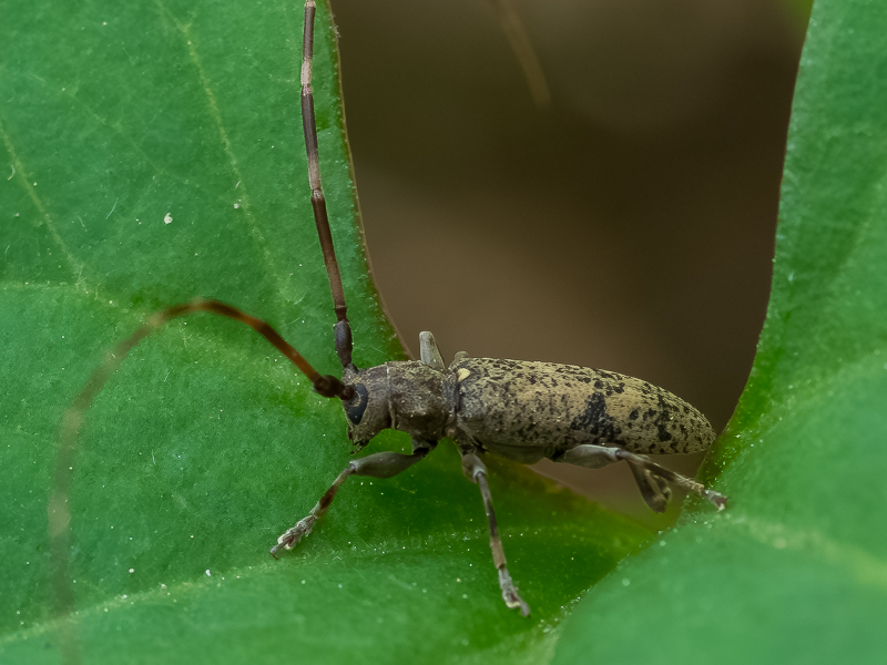 チャボヒゲナガカミキリ / Xenicotela pardalina (Bates,1884)