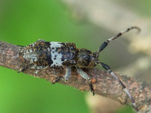 シロオビゴマフカミキリ / Falsomesosella (Falsomesosella) gracilior (Bates,1884)