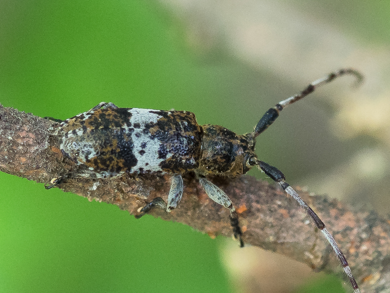 シロオビゴマフカミキリ / Falsomesosella (Falsomesosella) gracilior (Bates,1884)