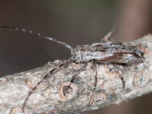 ドイカミキリ / Mimectatina divaricata divaricata (Bates, 1884)