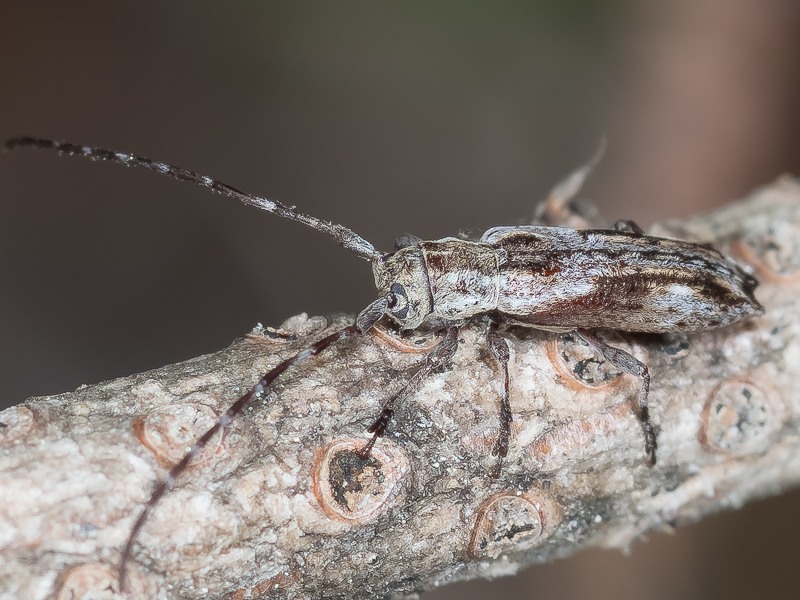 ドイカミキリ / Mimectatina divaricata divaricata (Bates, 1884)