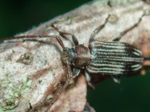 アトモンマルケシカミキリ / Exocentrus　lineatus　Bates, 1873