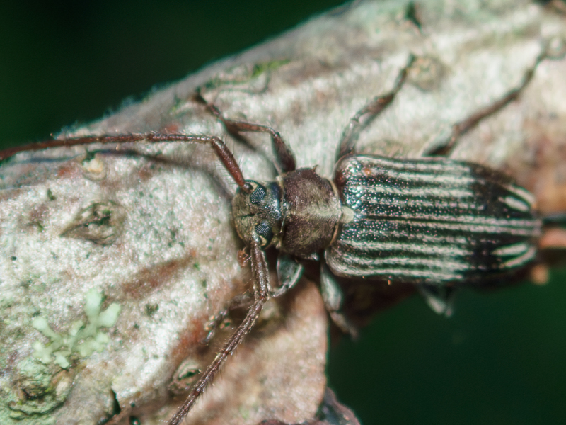 アトモンマルケシカミキリ / Exocentrus　lineatus　Bates, 1873