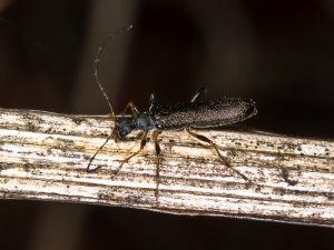 テツイロハナカミキリ / Encyclops olivacea Bates, 1884