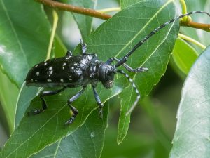 ゴマダラカミキリ / Anoplophora malasiaca (Thomson, 1865)