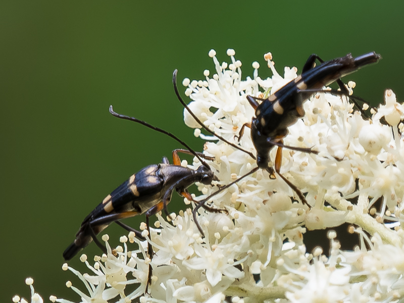 コウヤホソハナカミキリ /　Strangalia koyaensis Matsushita,1933