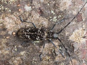 シラフヒゲナガカミキリ / Monochamus (Monochamus) nitens (Bates, 1884)