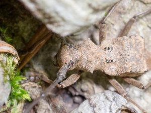 セダカコブヤハズカミキリ/ Parechthistatus gibber gibber (Bates,1873)