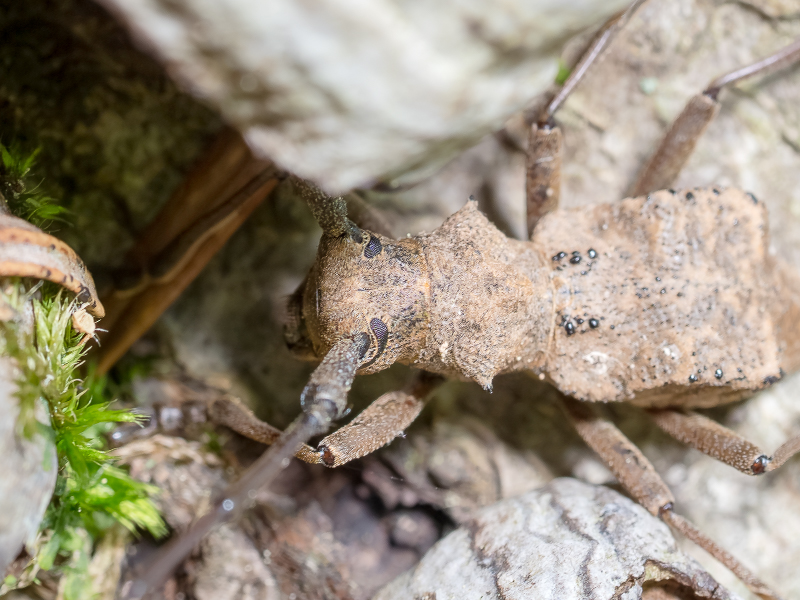 セダカコブヤハズカミキリ/ Parechthistatus gibber gibber (Bates,1873)