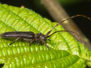 シナノクロフカミキリ / Asaperda agapanthina agapanthina Bates, 1873