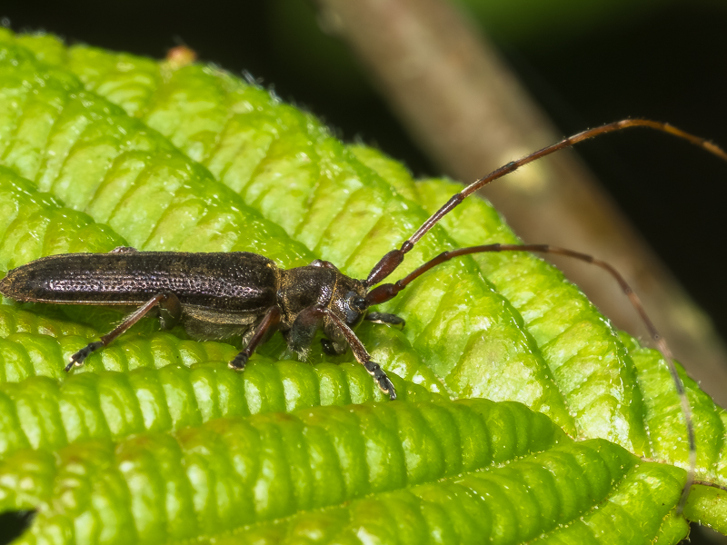 シナノクロフカミキリ / Asaperda agapanthina agapanthina Bates, 1873