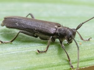 クロニセリンゴカミキリ/ Eumecocera