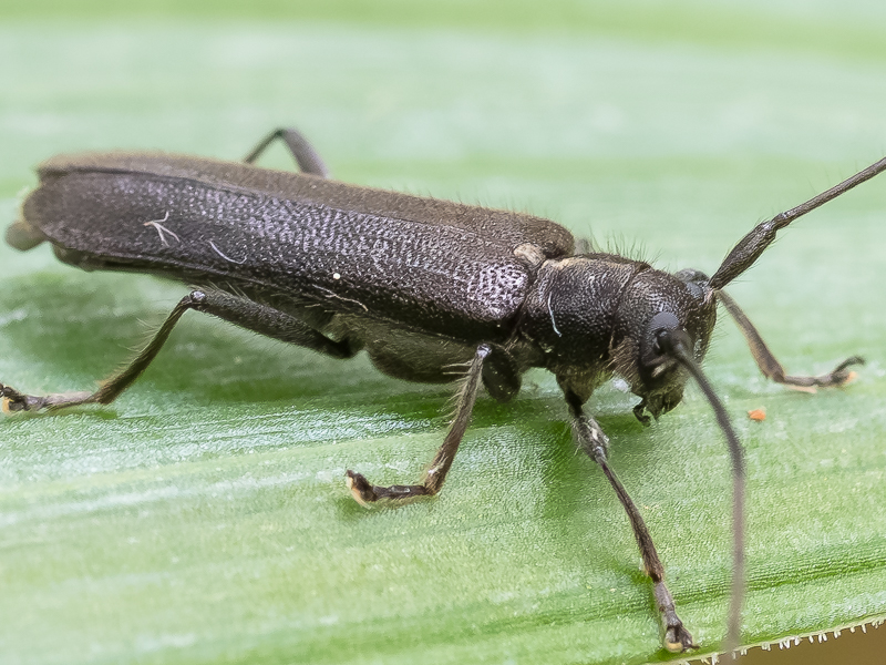クロニセリンゴカミキリ/ Eumecocera