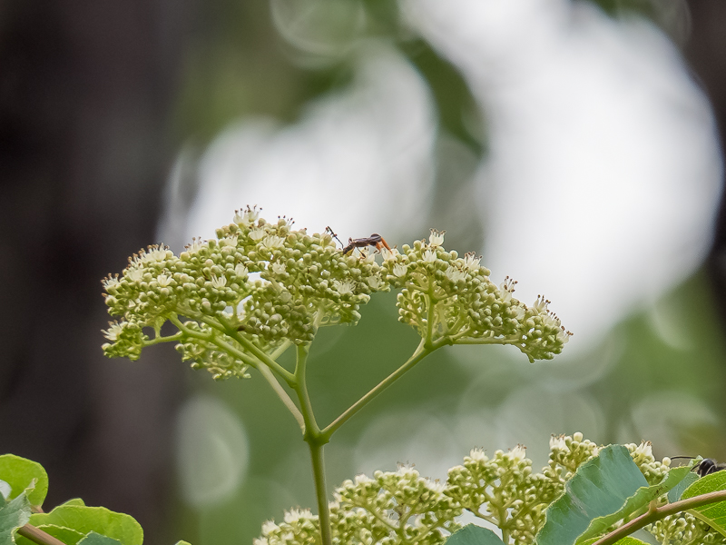 スネケブカヒロコバネカミキリ / Merionoeda (Macromolorchus) hirsuta (Mitono et Nishimura, 1936)