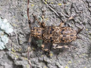 ナガゴマフカミキリ / Mesosa (Aphelocunemia)　longipennis Bates,1873