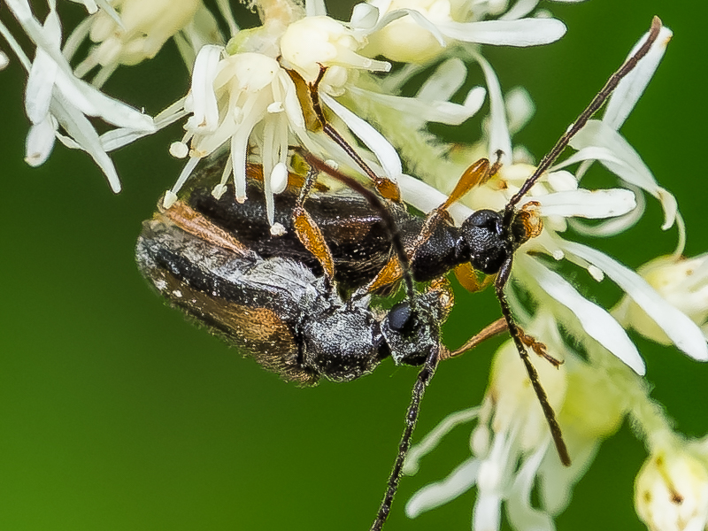 チャボハナカミキリ　/ Pseudalosterna misella (Bates, 1884)