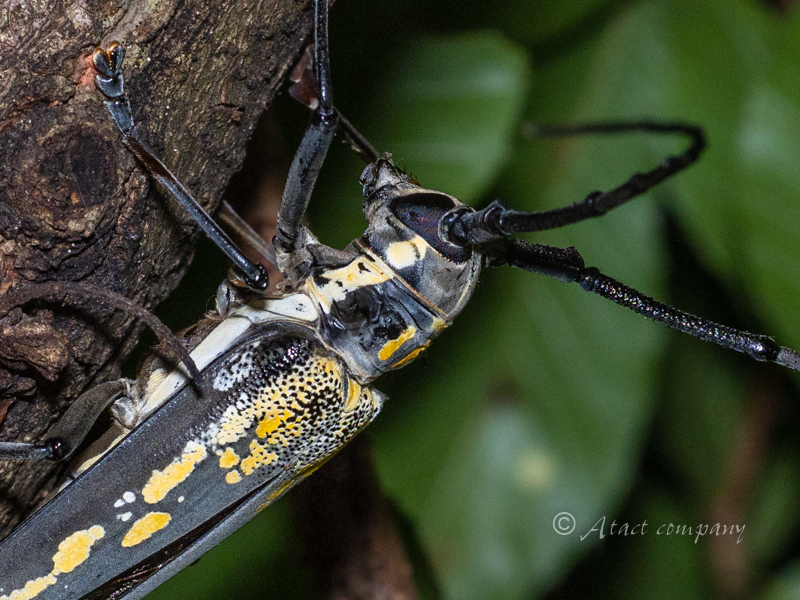 シロスジカミキリ – Longhorn Beetles in the Landscape