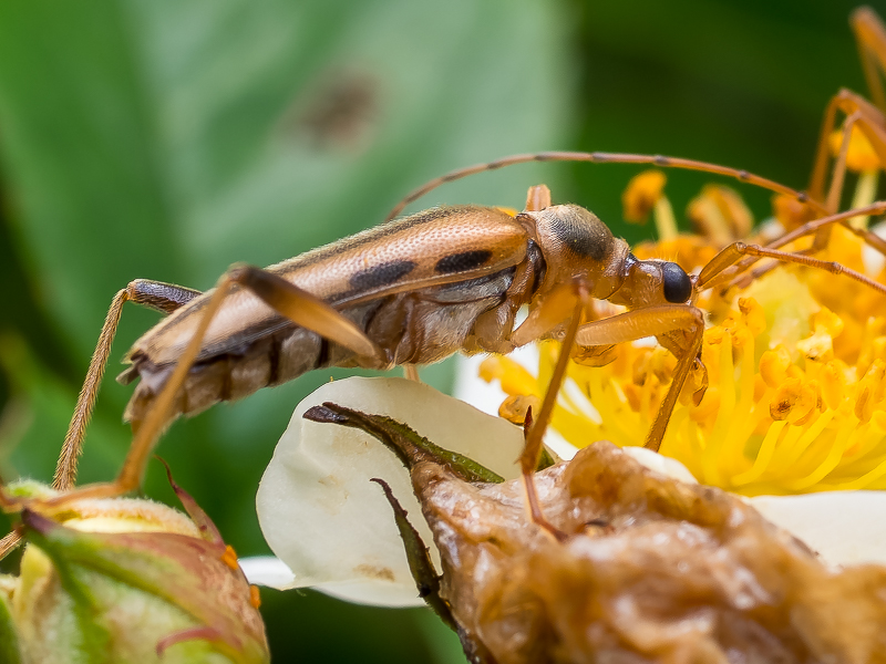 ツマグロヒメハナカミキリ / Pidnia (pidonia) maculithorax Pic,1901