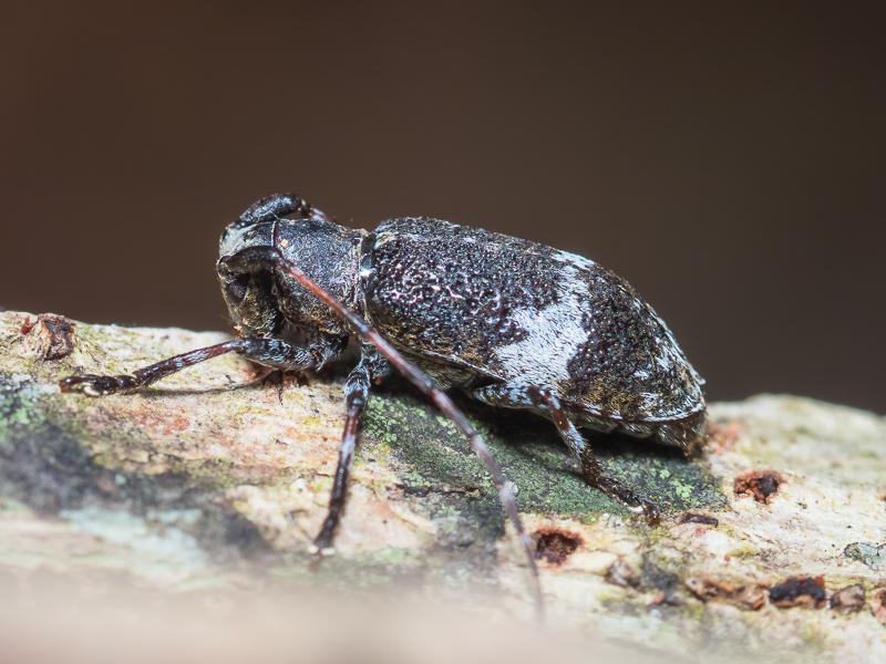 クワサビカミキリ / Mesosella simiola Bates, 1884