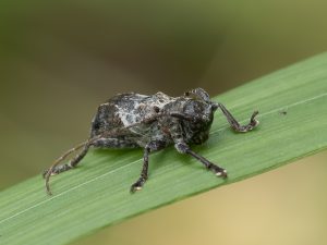 ナカジロサビカミキリ / Pterolophia (Ale) jugosa jugosa (Bates, 1873)