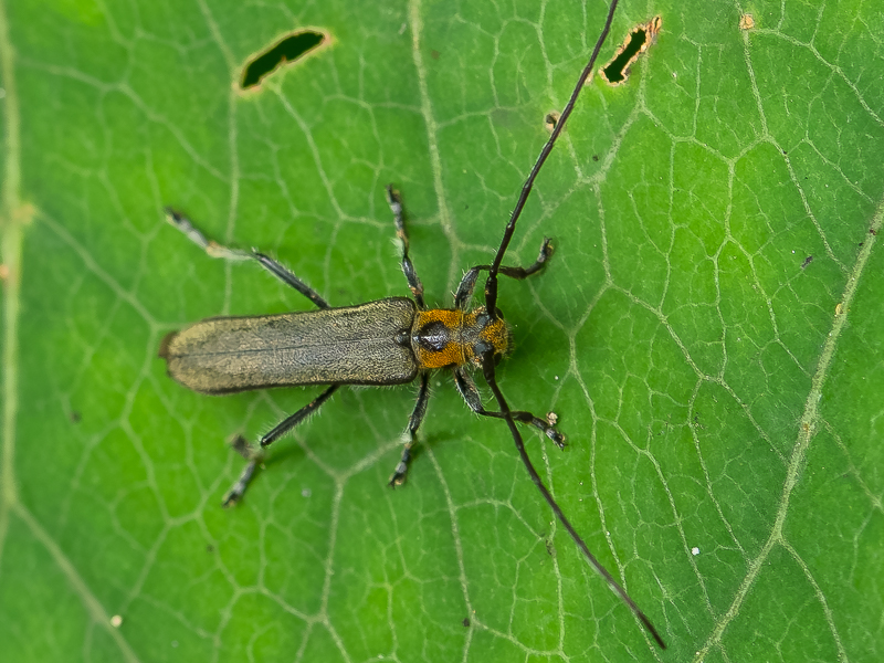チチブニセリンゴカミキリ / Niponostenostola niponensis niponensis (Pic,1901)