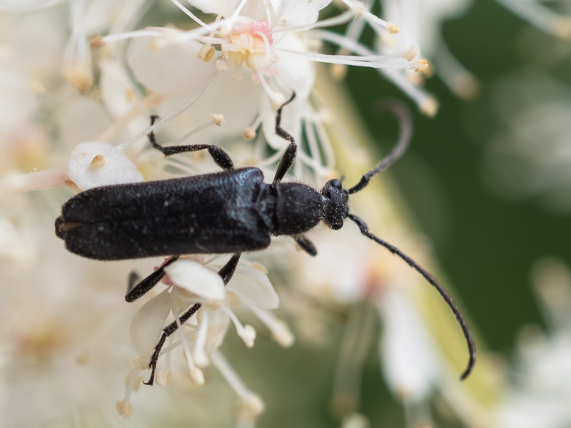 クロルリハナカミキリ / Anoplodera (Anoploderomorpha) monticola (Nakane, 1955)