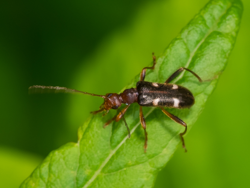 ニセフタオビノミハナカミキリ　/ Pidonia (Omphalodera) testacea (Matsushita, 1933)