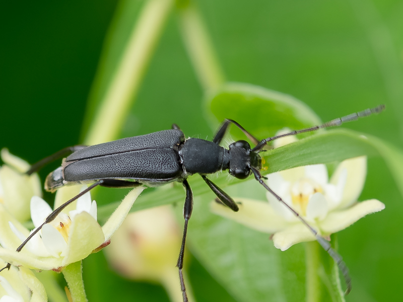 ツヤケシハナカミキリ　/ Anastrangalia scotodes (Bates,1873)