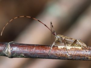 ニセビロウドカミキリ / Acalolepta sejuncta sejuncta (Bates, 1873)