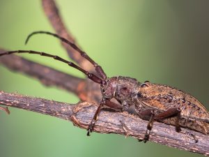 コブヤハズカミキリ / Mesechthistatus binodosus binodosus (Waterhouse,1881)