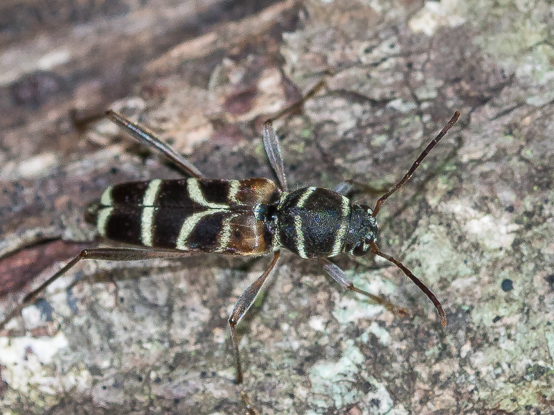 ニイジマトラカミキリ　/　Xylotrechus (Xylotrechus) emaciatus Bates, 1884