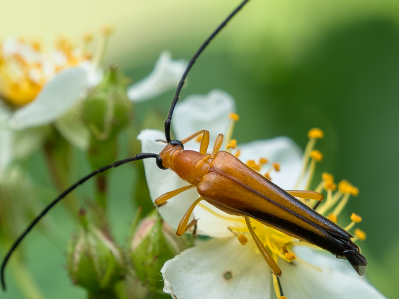 クロサワヘリグロハナカミキリ / Eustrangalis anticereductus Hayashi, 1958