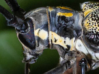 シロスジカミキリ / Batoceｒa lineolata Chevrolat,1852