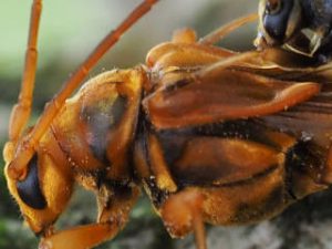 トガリバホソコバネカミキリ Necydalis(Eonechydalis) formosana Hayashi,1949