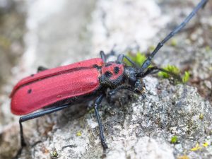 ヘリグロベニカミキリ / Purpuricenus (Sternoplistes) spectabilis Motschulsky, 1857
