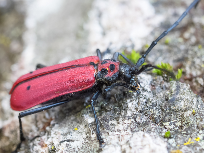 ヘリグロベニカミキリ / Purpuricenus (Sternoplistes) spectabilis Motschulsky, 1857