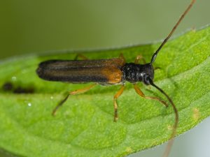 ムネグロリンゴカミキリ / Nupserha sericans (Bates,1884)