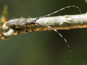 ヒゲナガモモブトカミキリ / Acanthocinus orientalis Ohbayashi, 1939
