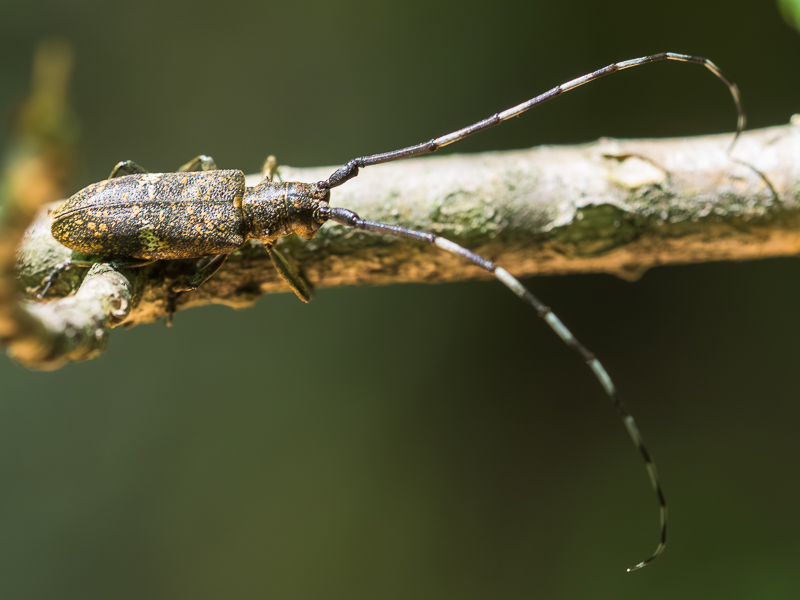 ヒゲナガモモブトカミキリ / Acanthocinus orientalis Ohbayashi, 1939