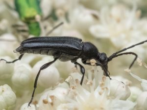 ミヤマクロハナカミキリ　/　Anoplodera (Anoploderomorpha) excavata (Bates, 1884)