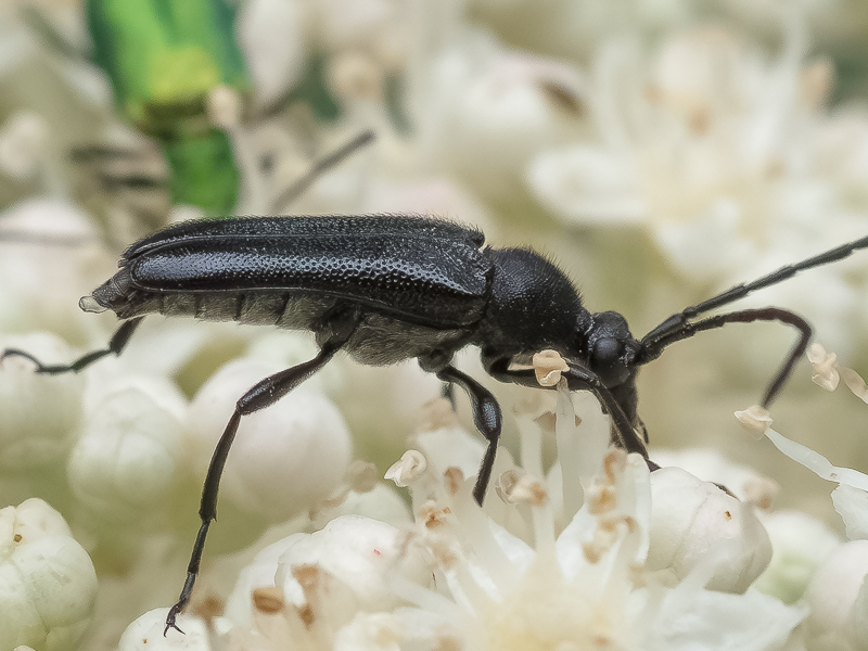 ミヤマクロハナカミキリ　/　Anoplodera (Anoploderomorpha) excavata (Bates, 1884)