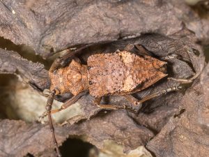 フジコブヤハズカミキリ / Mesechthistatus fujisanus Hayashi,1957