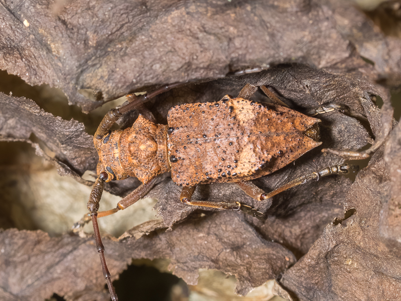 フジコブヤハズカミキリ / Mesechthistatus fujisanus Hayashi,1957