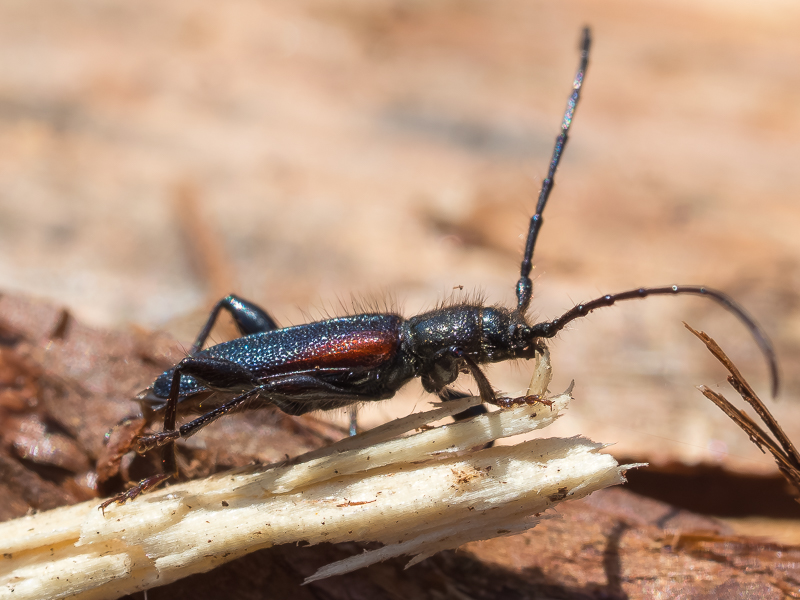 ヒメスギカミキリ Callidiellum rufipenne (Motschulsky,1860)