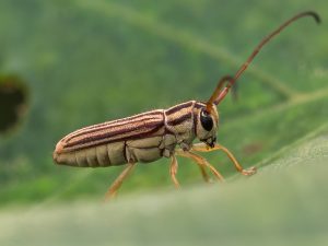 ヒメスジシロカミキリ / Heteroglenea glechoma (Pascoe,1867)