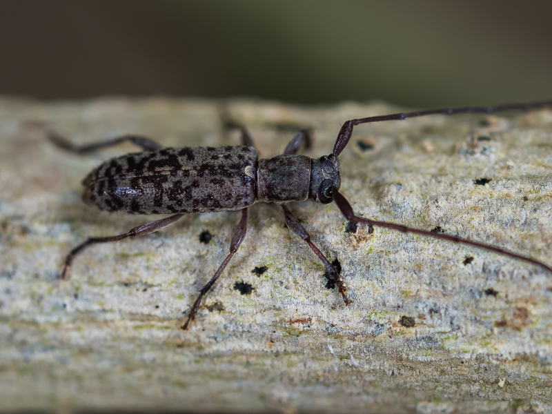 モモブトトゲバカミキリ / Rondibilis elongata elongata Hayashi, 1963